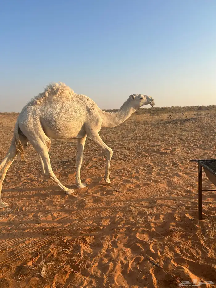 للبيع قعود فحل عليان ابو على بعير سلطان ابن محمد الكبير 1