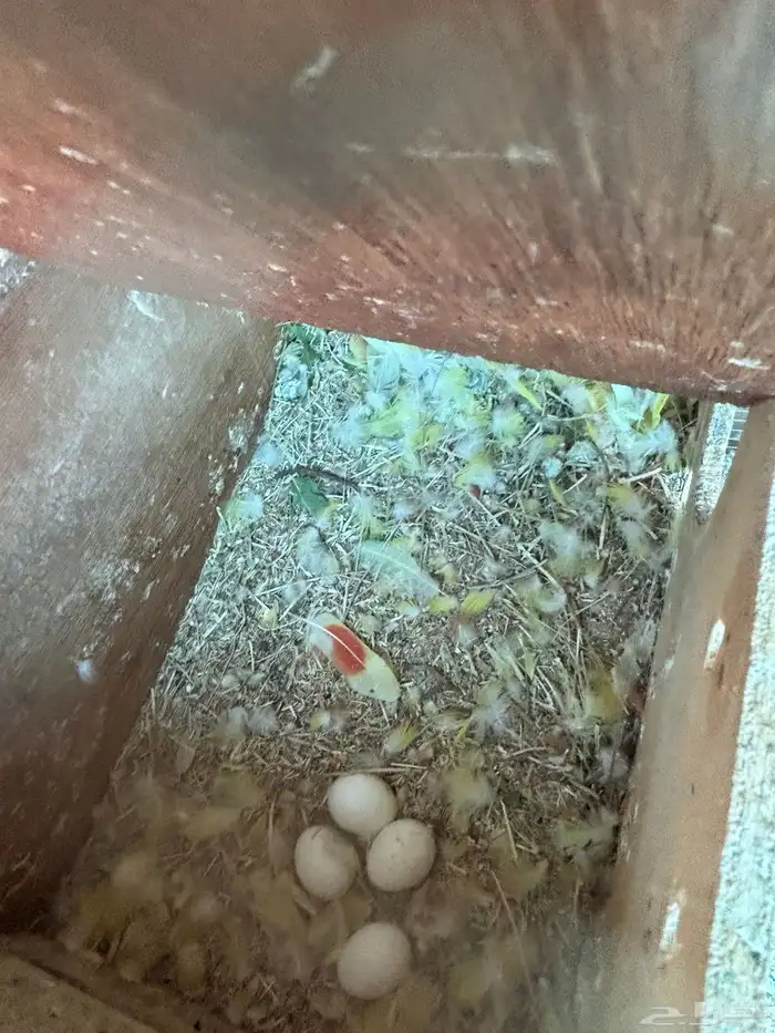 طيور مشكله للبيع سمح 15