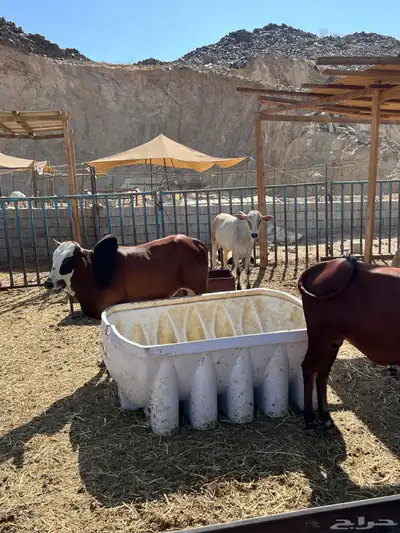 عجول بلدي index