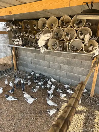 حمام هند index