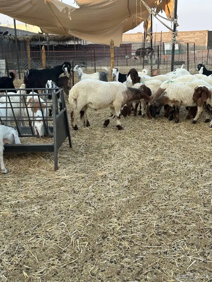 للبيع جذعان صنف مشاريع فحول 8