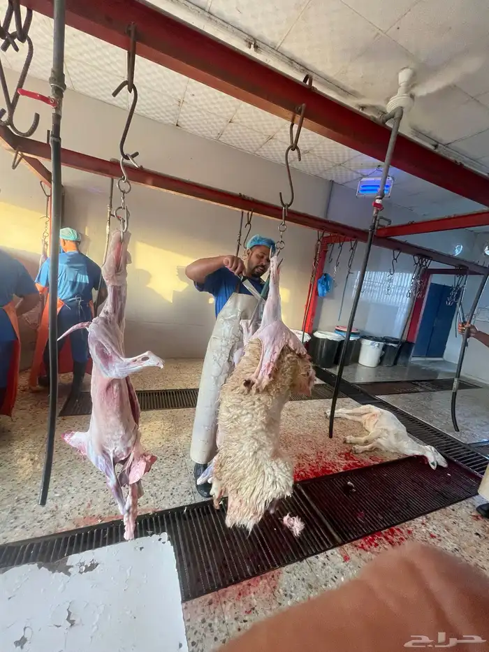 ذبايح نعيم فاخره واسعار مناسبه 2