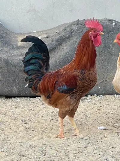 ديكين طيبات بالحيل وصغار بالعمر شرط نصاح index