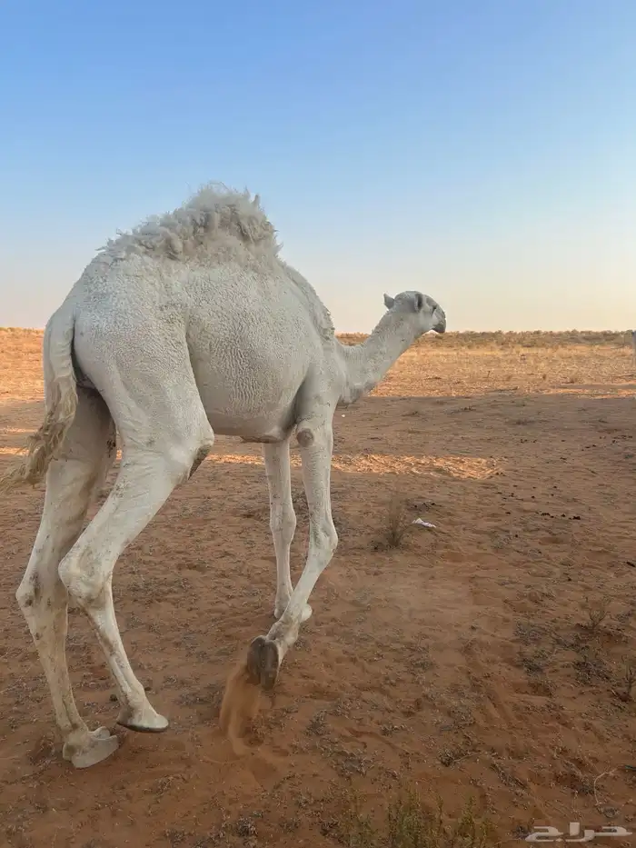 للبيع قعود فحل عليان ابو على بعير سلطان ابن محمد الكبير 2