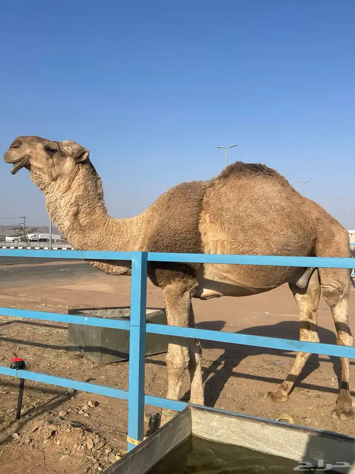 جمل للبيع 3