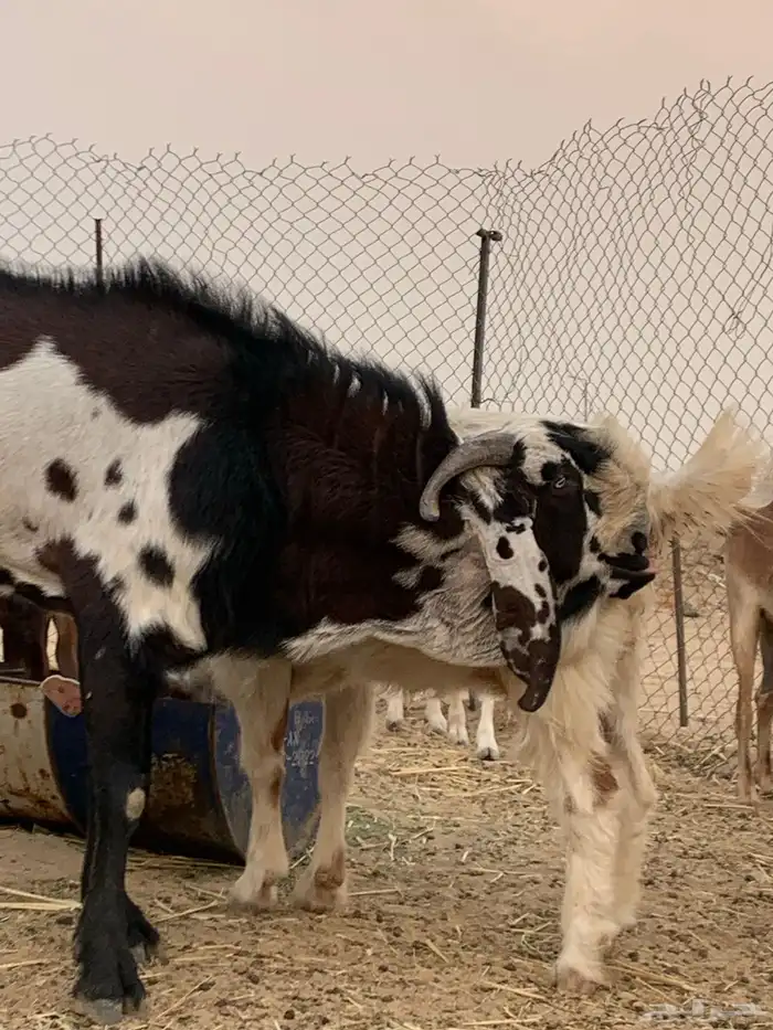 جفره مضربه 10