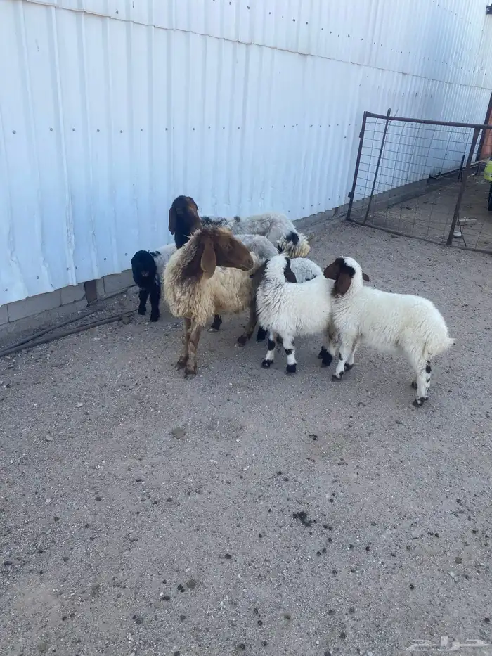 غنم نعيم مطافيل أتوام (2) يتبعها (4) شرط سن وديد 2