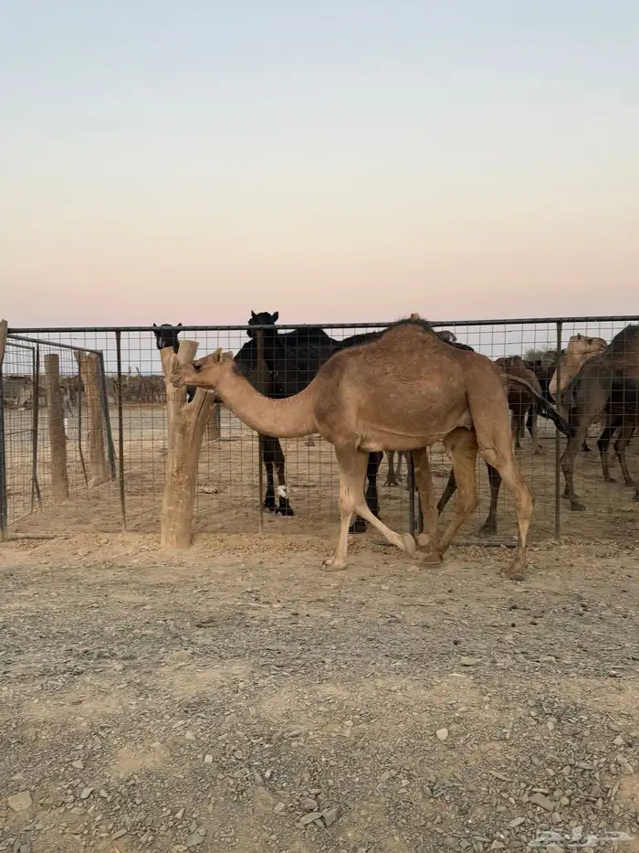 بكره ثنيه ملاقي 7