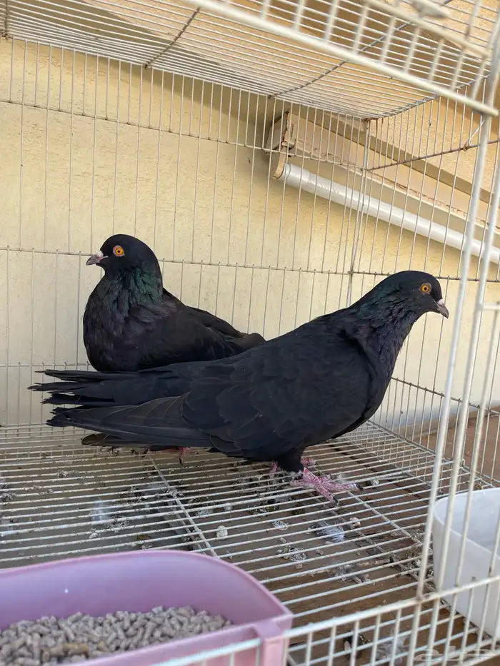 مالطي او مصري 4