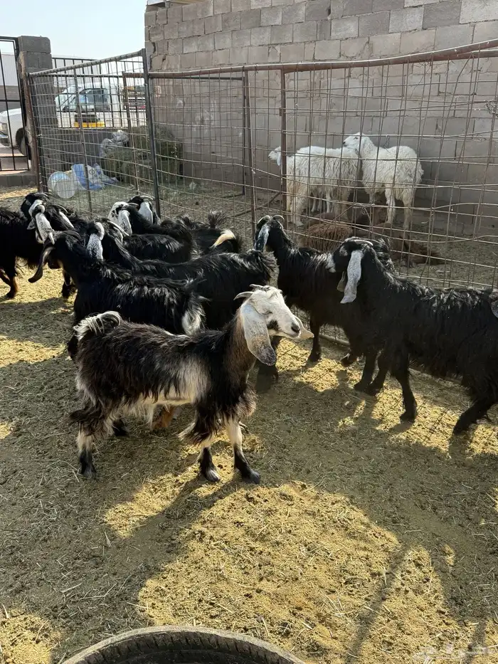 للبيع جفار عوارض وذري طيبه 3