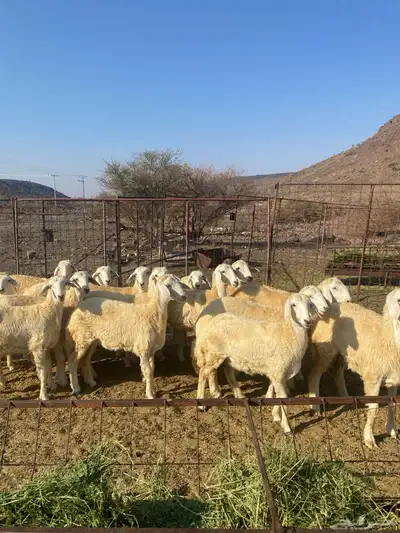 للبيع رخال مقاني index