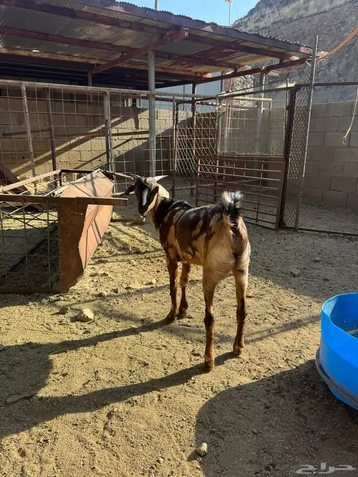 تيس لباني للبيع 1