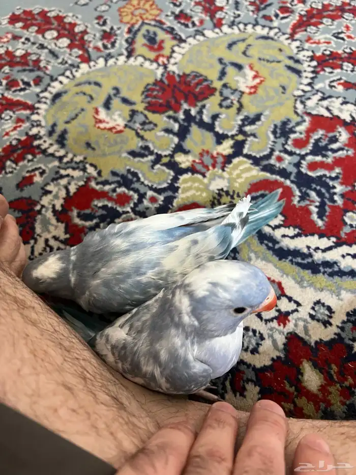 فرخين دره هولندي ابرق 2