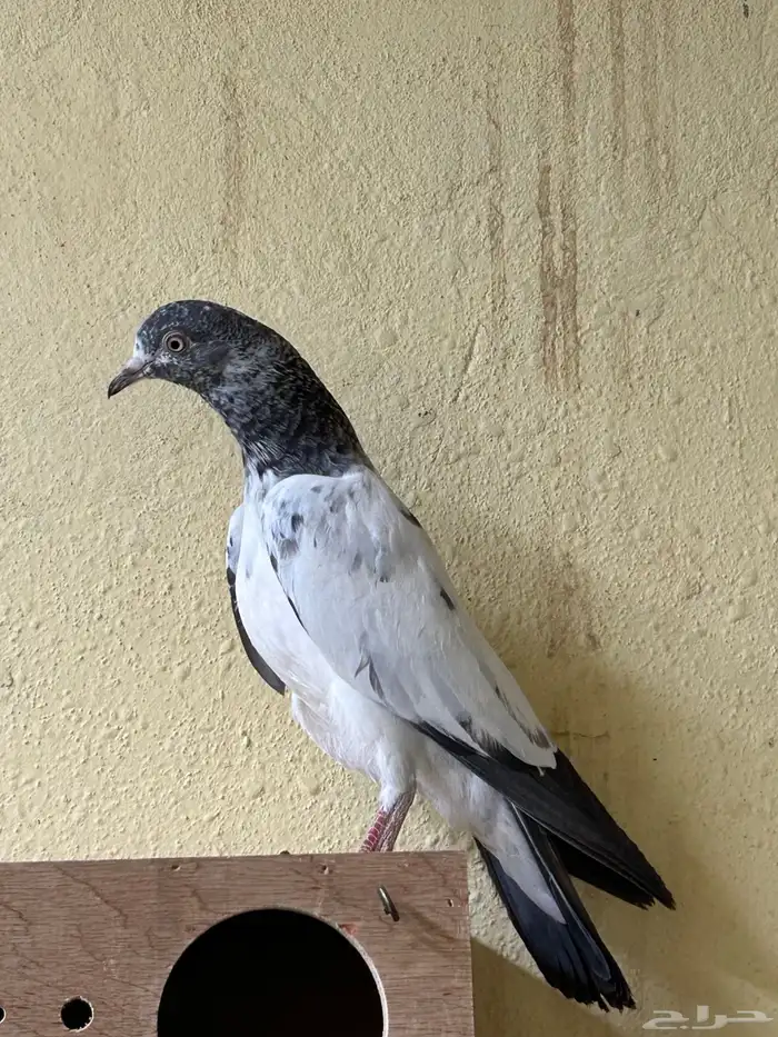 للبيع اجواز حمام بكستاني تيدي نوادر 6