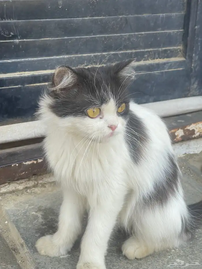 قطة للتبني 0