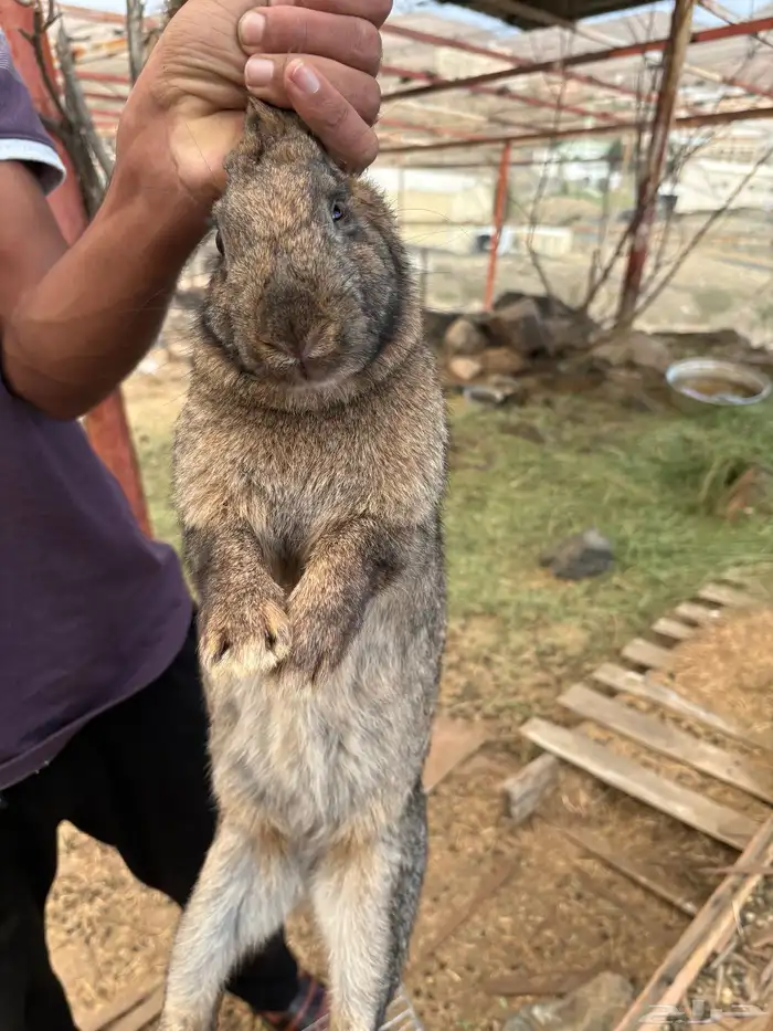 أرانب للبيع 4