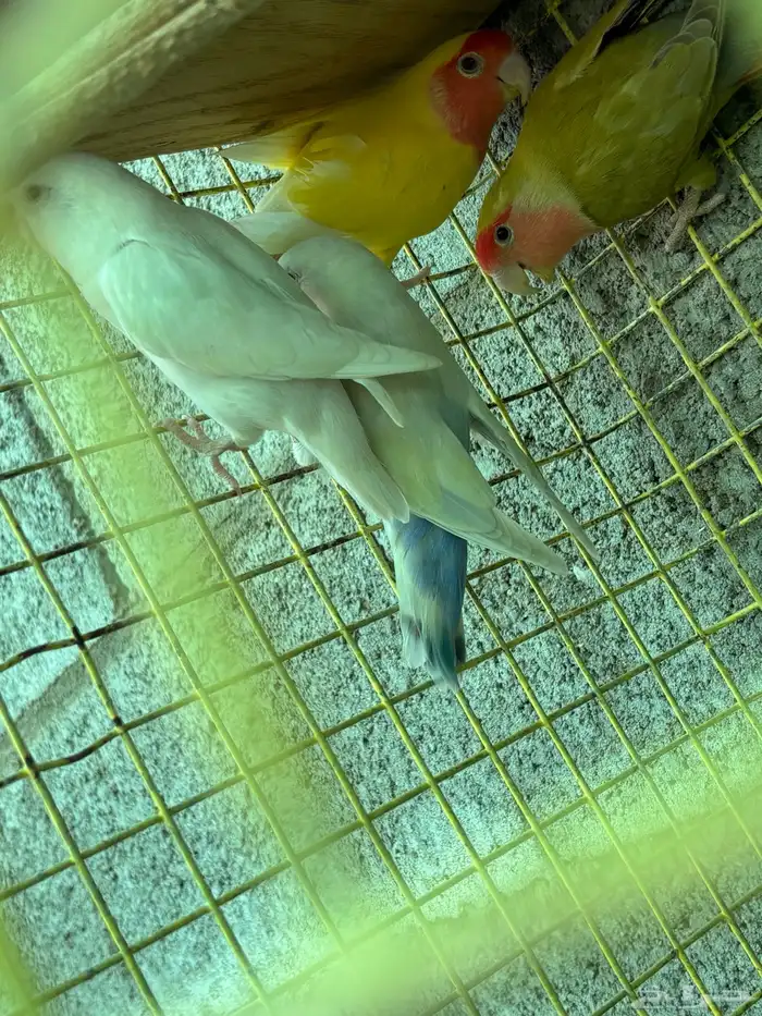 طيور مشكله للبيع سمح 6