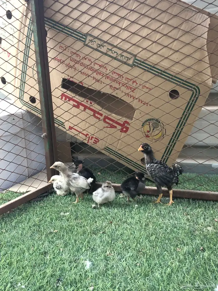 للبيع دجاج بحريني تحتها عيال 7او6 شرط صحه و نضفه 1