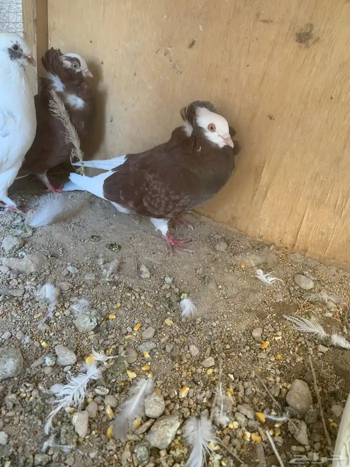 حمام بلجيكي غير متجاوز للبيع على السوم الموقع الدوادمي 0