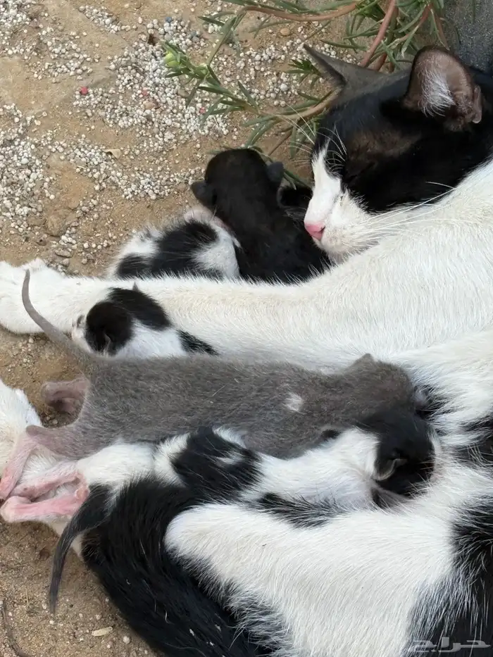 قطة للتبني لمن يريد الاحر عي وعيالها اليوم ولدت 0