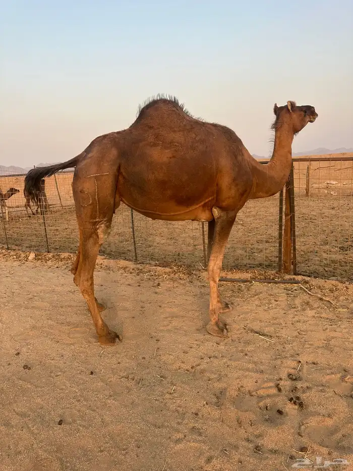 لقحه حمراء دهماء( تم البيع ) 0