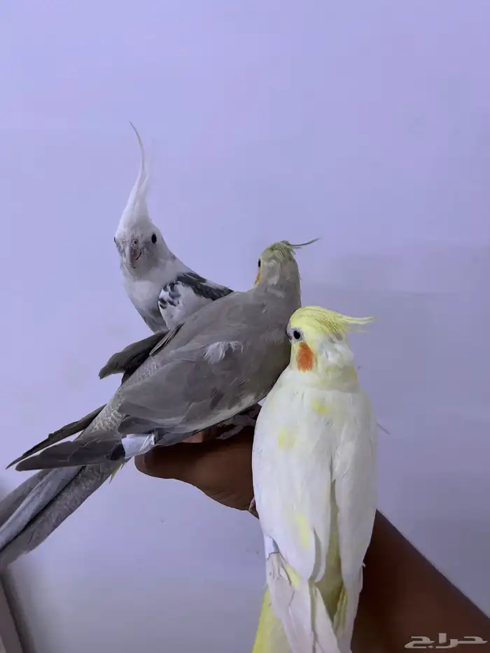 كروانا ت أليفه 0