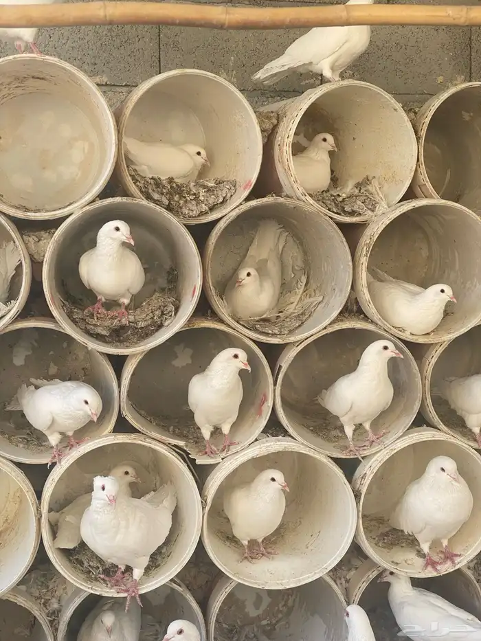 حمام فرنسي جامبو عشه كامله 1