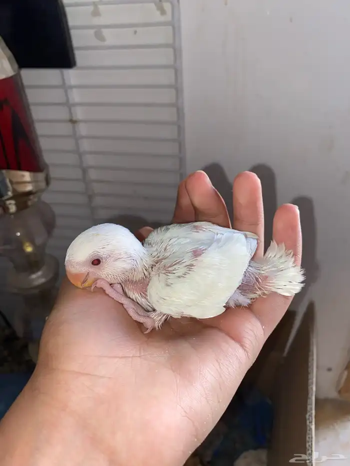 فرخين روز البينو 0