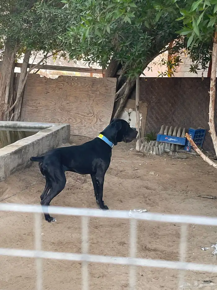 كلب كين كورسو 0