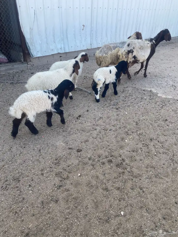 غنم نعيم مطافيل أتوام (2) يتبعها (4) شرط سن وديد 3