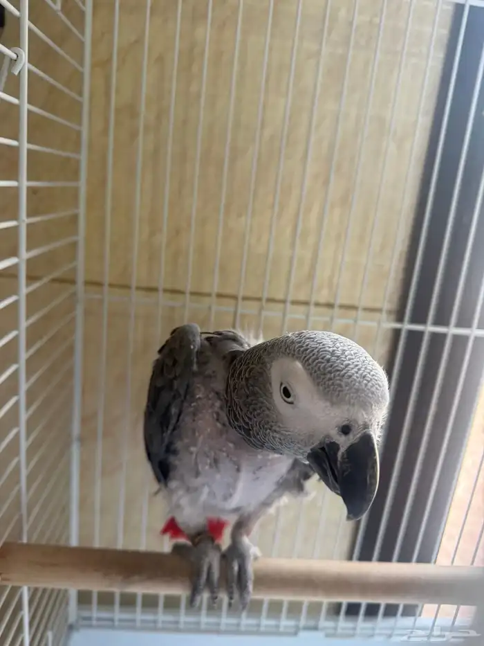 كاسكو مؤدب مشكلته منتف (( تم البيع )) الله يبارك للمشتري 3