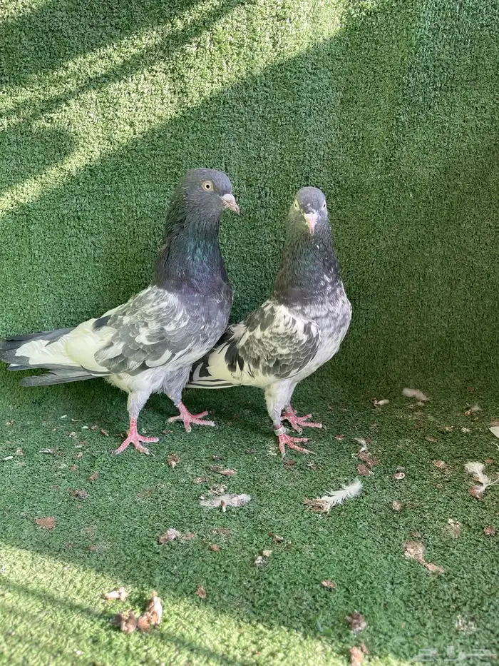 للبيع حمام باكستاني سهران بوري 1