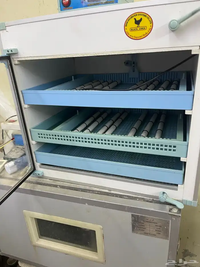 للبيع فقاسه برنسي فقاسه بلاك شيكن تايلندي 8