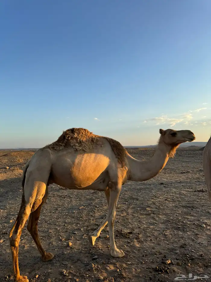 للبيع ناقه 0