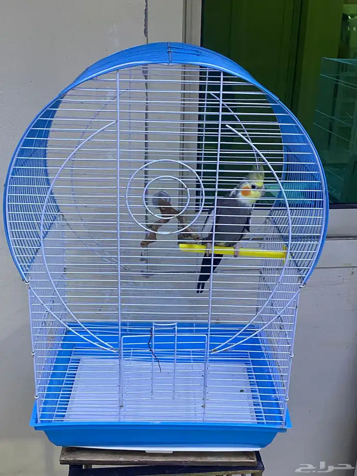 طير كروان عمره 8 شهور غير اليف 0