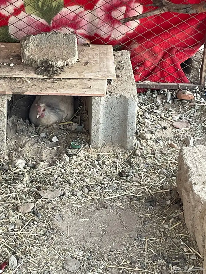 للبيع دجاج العدد 5 أربع دجاج وديك 2