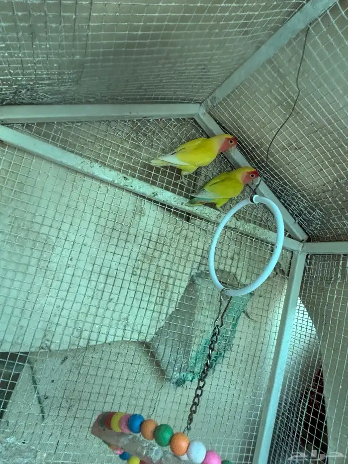 طيور مشكله للبيع سمح 14