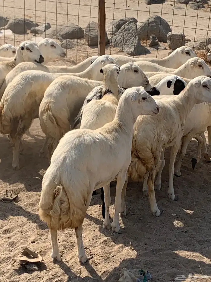 للبيع رخال ميديات طيبه بالحيل 4