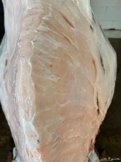 حاشي لباني من البر إليكم والحم شرط مضمون ف الصحن index