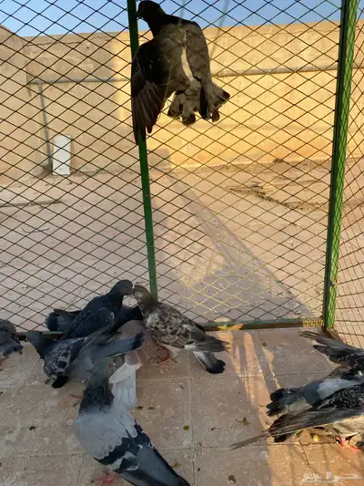 حمام سوادي index