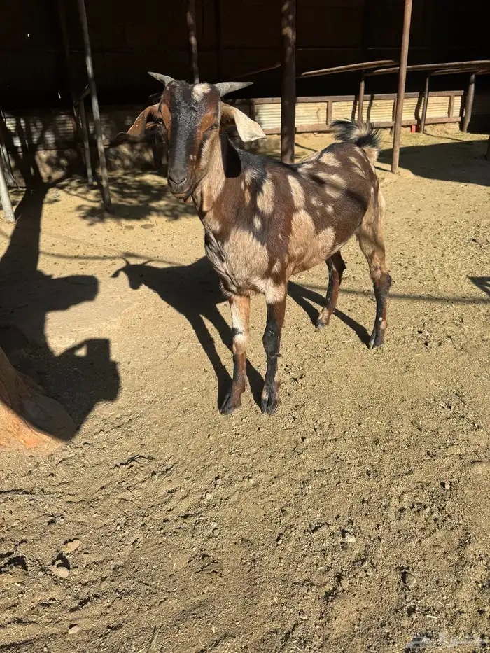 تيس لباني للبيع 0