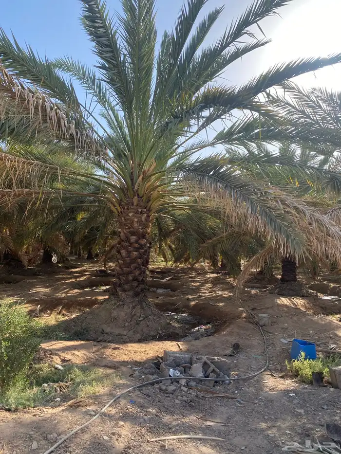 مزرعه الايجار المدينه الزباير 5