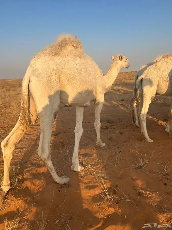 للبيع قعود فحل عليان ابو على بعير سلطان ابن محمد الكبير 3