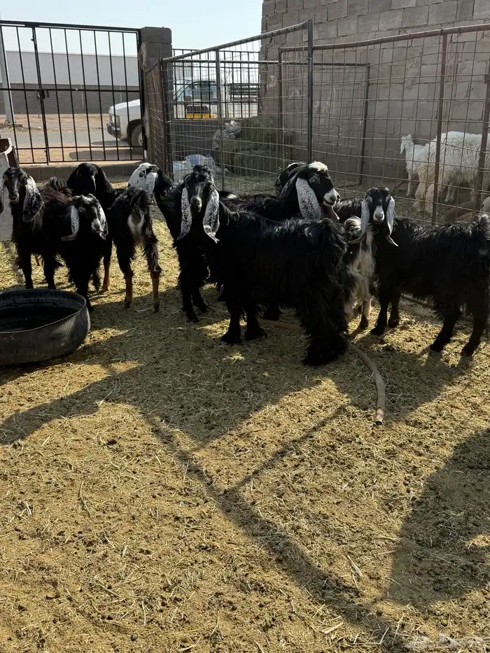 للبيع جفار عوارض وذري طيبه 1