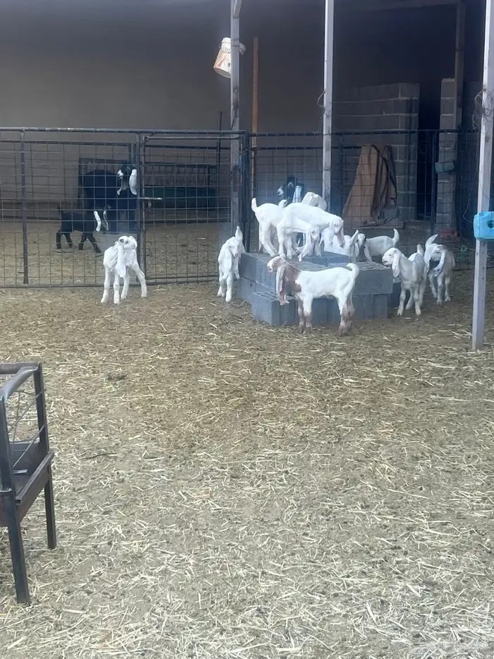 معزا مشاريك وليد 0