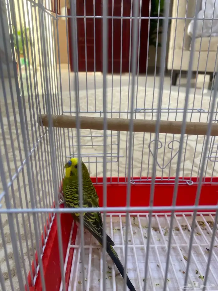 للبيع طير حب ذكر اليف لاكن صار فيه خوف على السوم 0