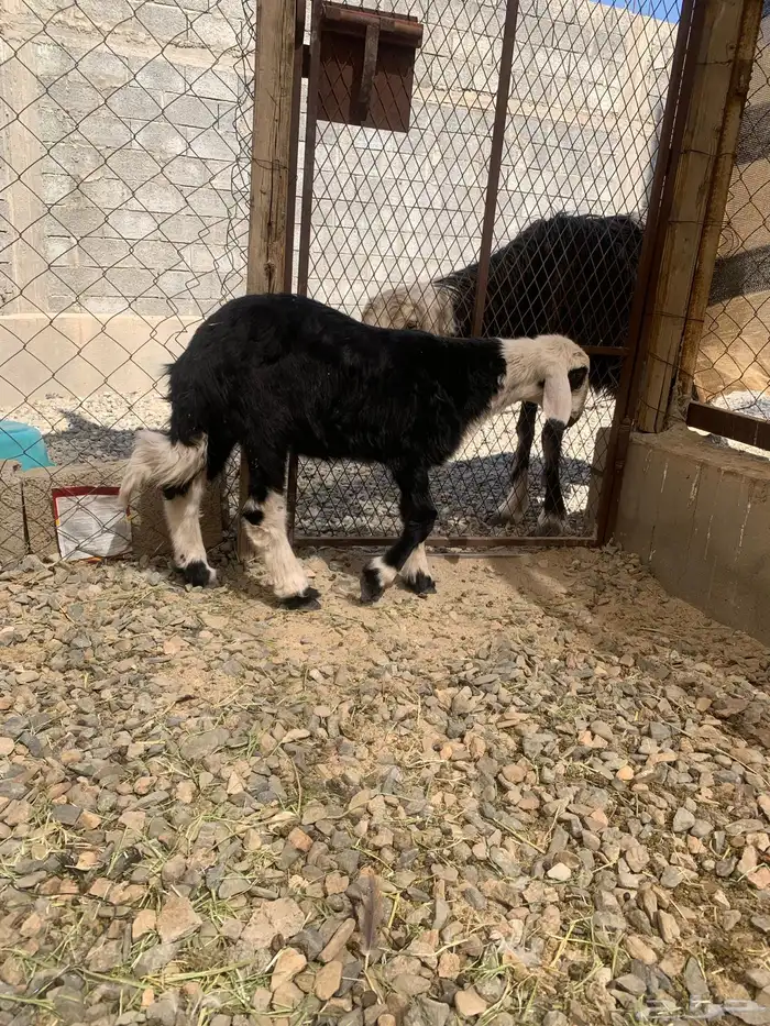 للبيع شاه تحته رخل وا ثلاث طليان 1