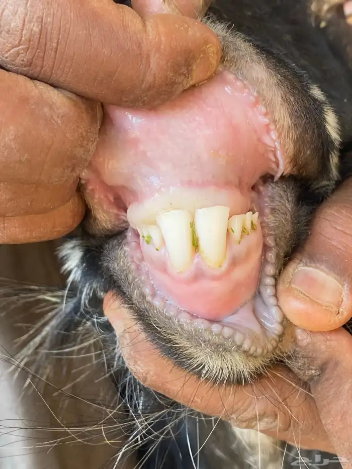 تيس فحل احو أجم صنف 9