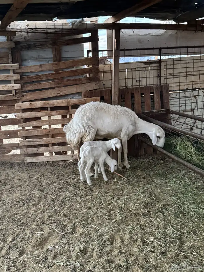 رخل اول ولده 0