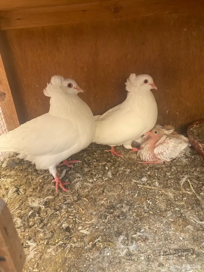 جوز مالطي مصري 1